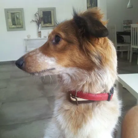 Varija 01